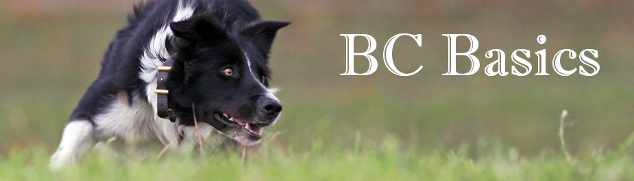 Border Collie Dog Breed Info: Facts, Traits & History – Dogster